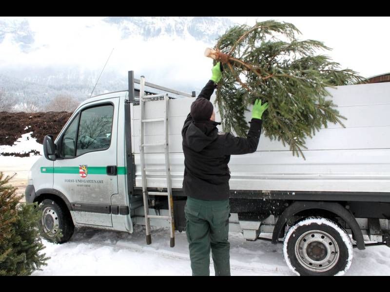 In Lienz werden nach dem 6. Jänner kostenlos die ausrangierten Christbäume gesammelt.