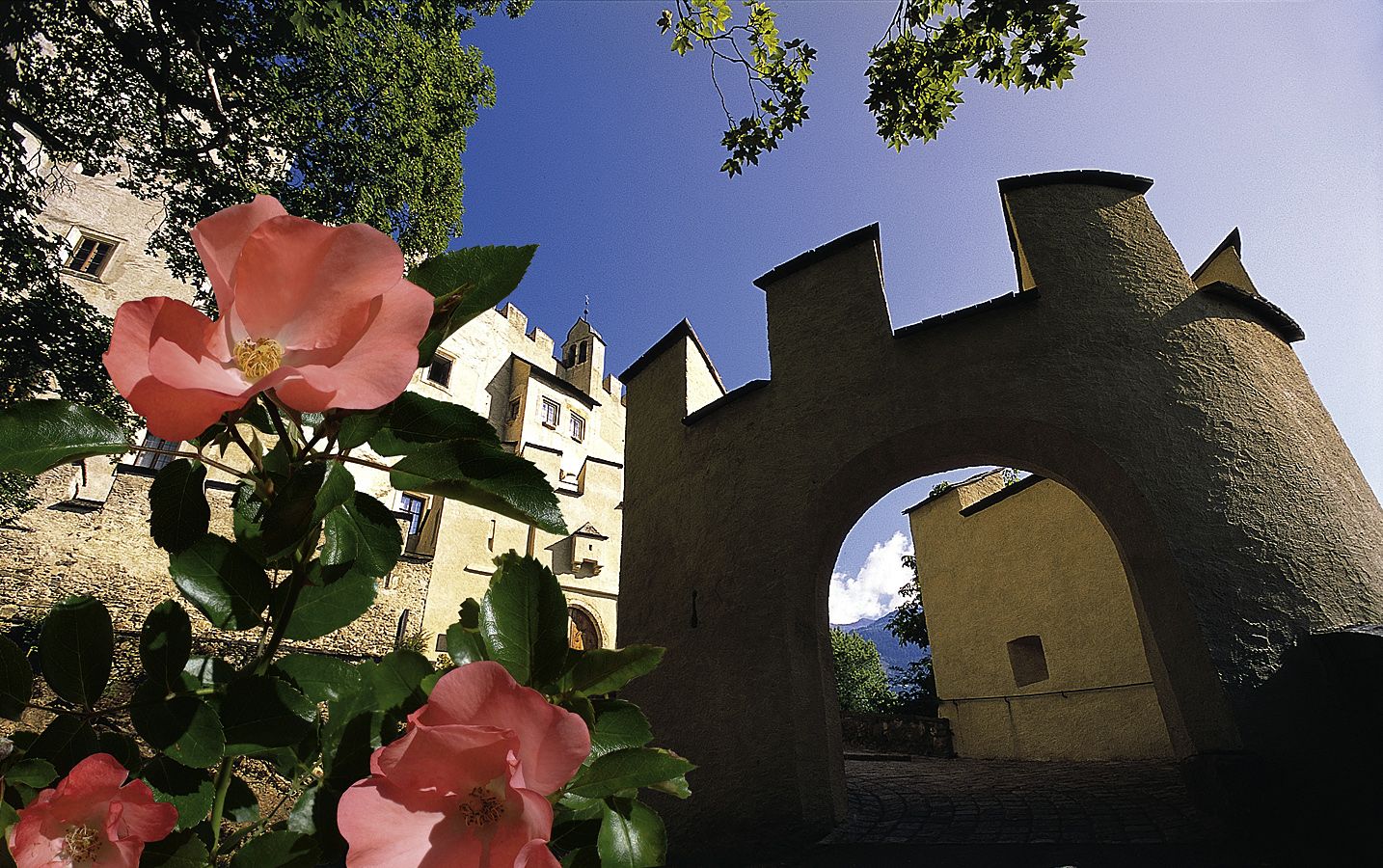 Eine rosa Blume blüht vor einem historischen Torbogen und mittelalterlichen Gebäuden unter blauem Himmel.